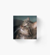 Meet Whiskers Acrylic Block