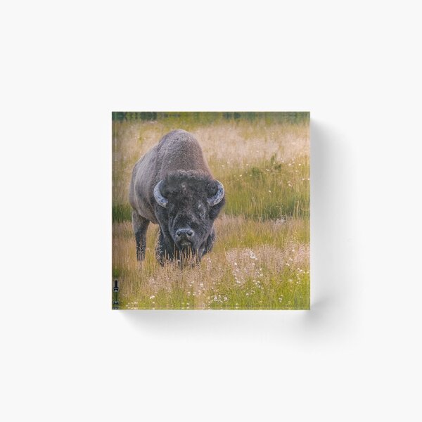 The Big Moo Acrylic Block