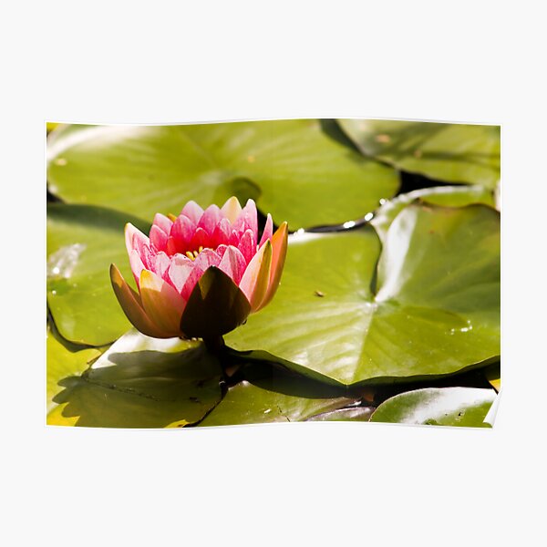 Water Lily Poster