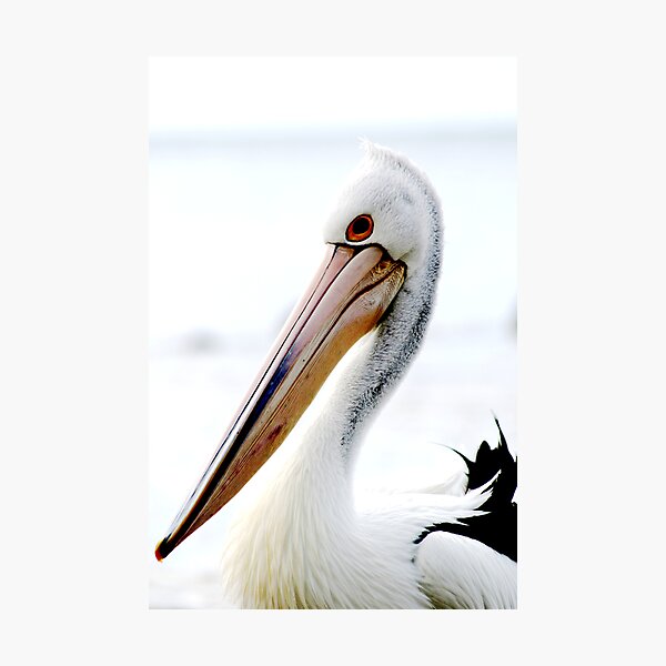 What a Beak! Photographic Print