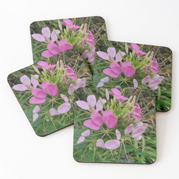 Item preview, Pink Cleome, or Spider Flower designed and sold by Betty Mackey.