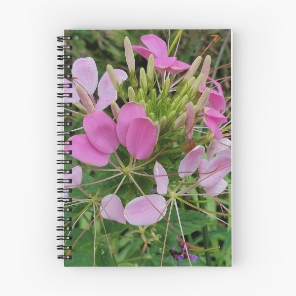 Item preview, Pink Cleome, or Spider Flower designed and sold by Betty Mackey.