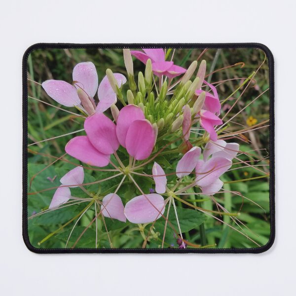 Item preview, Pink Cleome, or Spider Flower designed and sold by Betty Mackey.