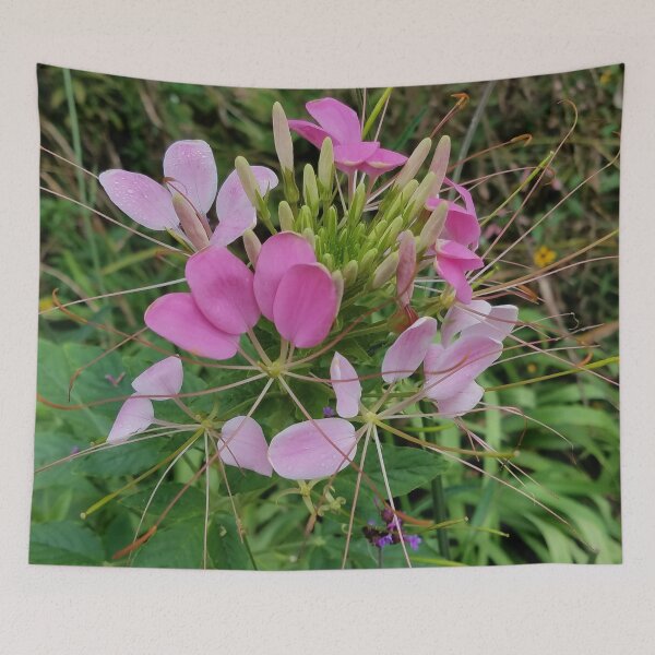 Item preview, Pink Cleome, or Spider Flower designed and sold by Betty Mackey.