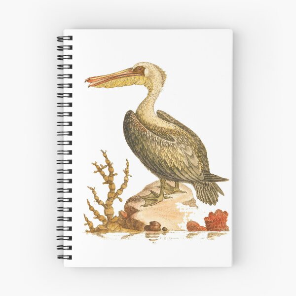 Item preview, The Pelican  Bird HD vintage image from encyclopedia number  4 designed and sold by MINDTHECHERRY.
