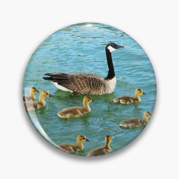 Aperçu de l'œuvre Famille de jeunes oies nageant ensemble - Oiseau sauvage de la Bernache du Canada créée et vendue par BackyardBirder.