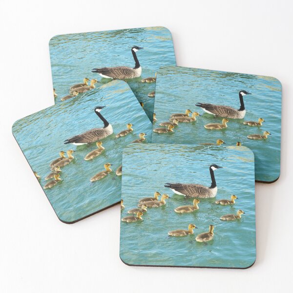 Item preview, Family of young Geese Goslings Swimming Together - Wild Canada Goose Bird designed and sold by BackyardBirder.