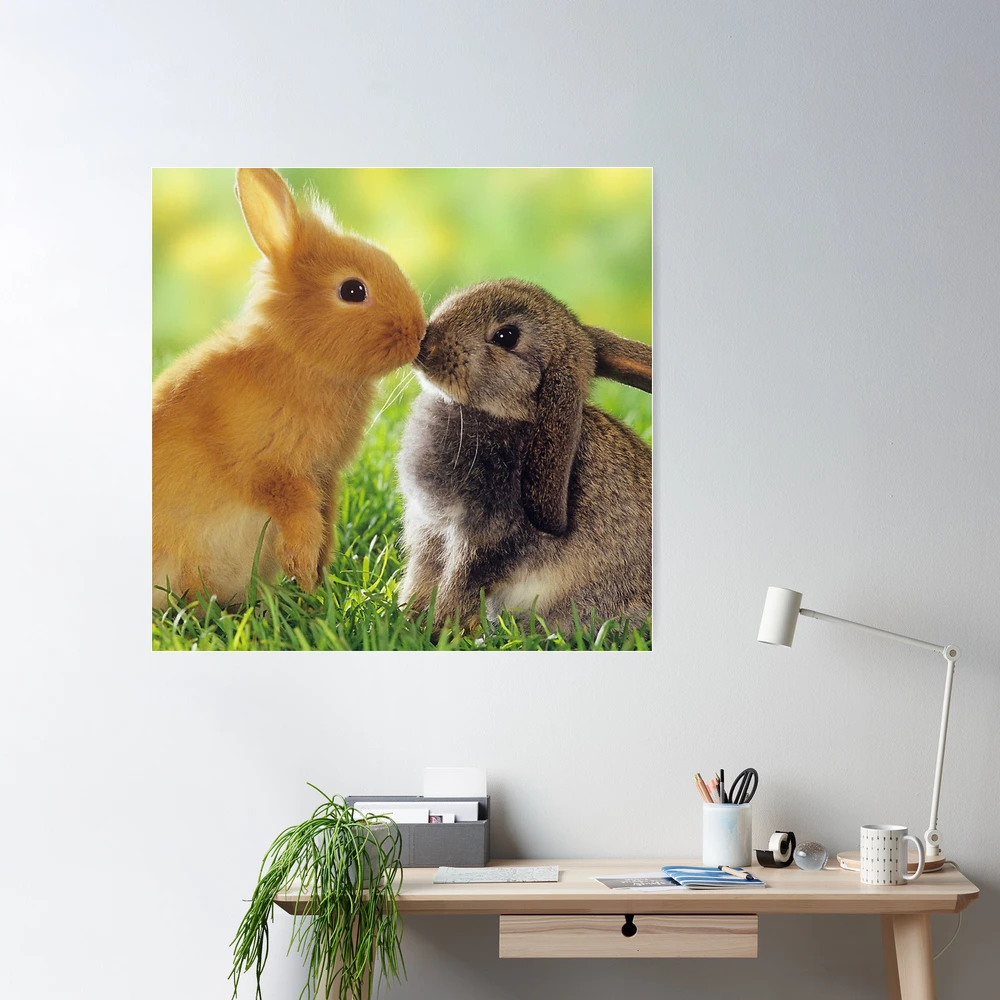 Rabbit 2 CANVAS BOARD 6'*8' & 8'*10'+ 12 Poster