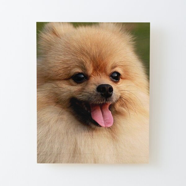 Pomeranian Memes Mounted Prints for Sale | Redbubble