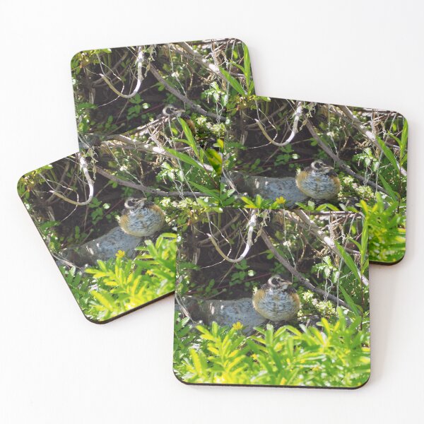 Item preview, A Juvenile American Robin Hiding In A Bush designed and sold by BackyardBirder.