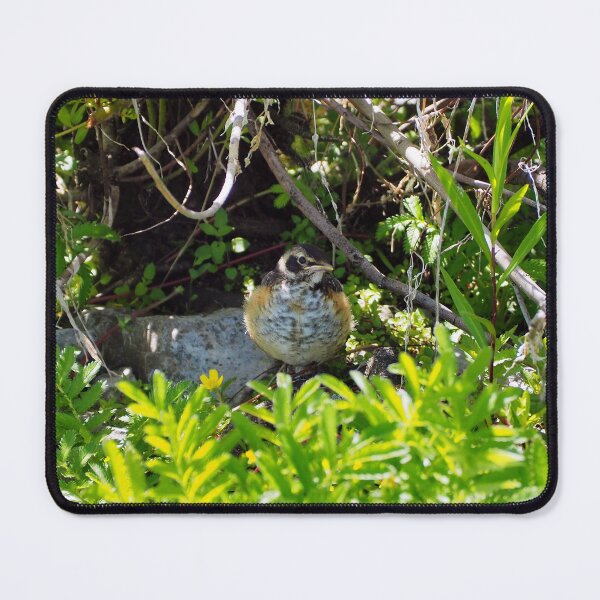 Item preview, A Juvenile American Robin Hiding In A Bush designed and sold by BackyardBirder.