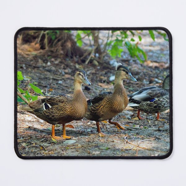 Item preview, A Crested Mallard Duck designed and sold by BackyardBirder.