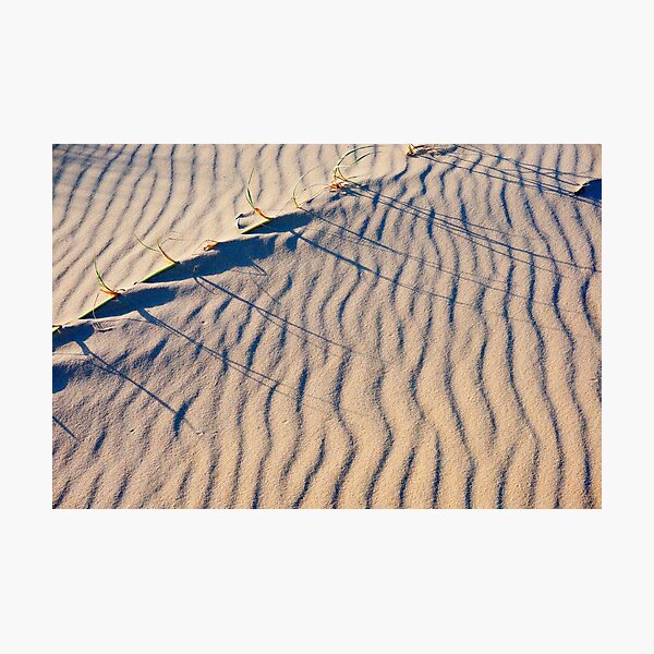 In the Dunes Photographic Print