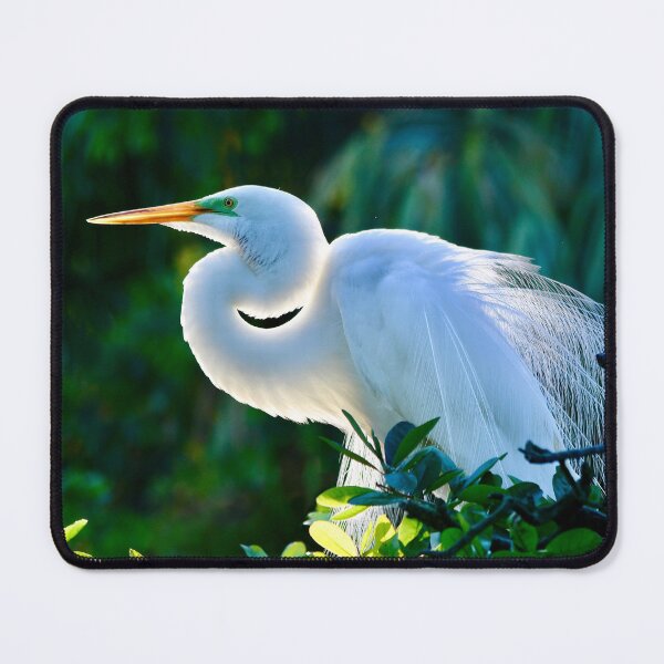Item preview, Great Egret Backlit Beauty designed and sold by richardbryce.