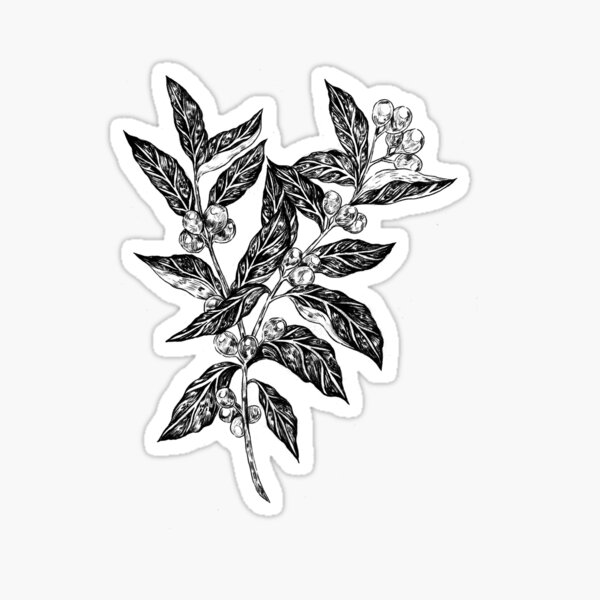 Coffea, Growing Sticker