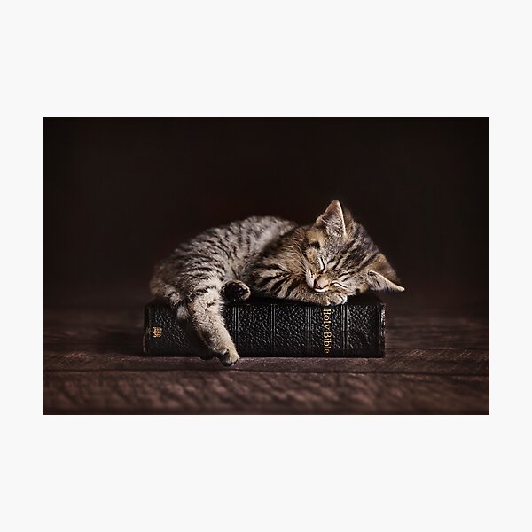 Bible Kitten Photographic Print