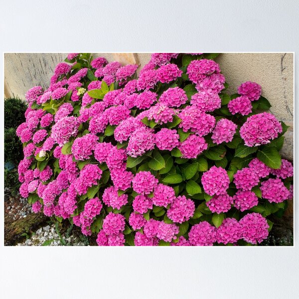 Item preview, Deep Pink Hydrangeas designed and sold by DPalmer.