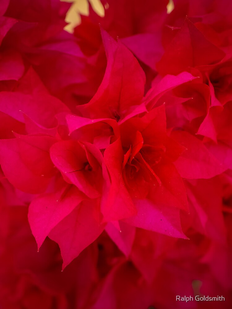 Thumbnail 4 of 4, iPhone Case, Red petals designed and sold by RalphGoldsmith.