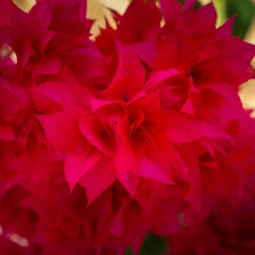 Artwork thumbnail, Red petals by Ralph Goldsmith