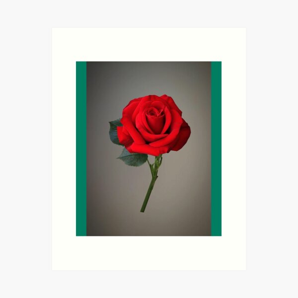 Red Rose Flower Art Print