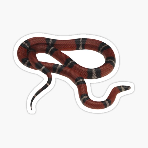 Car Body Graphic Gucci Snake