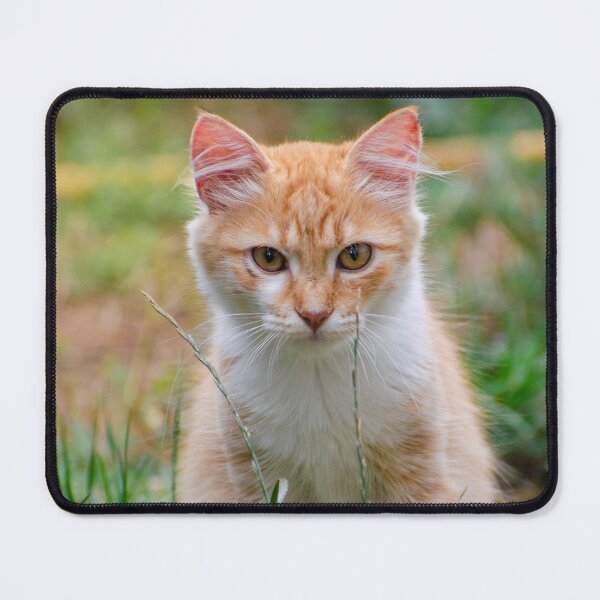 Item preview, Cute cat designed and sold by VelinDimitrov.