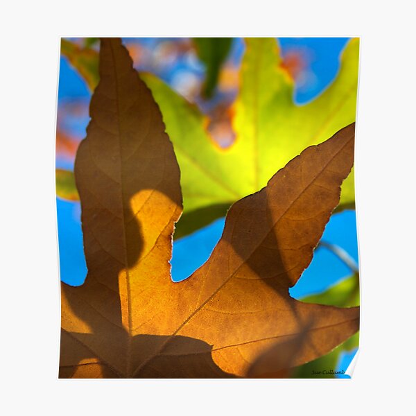 Autumn Patterns Poster