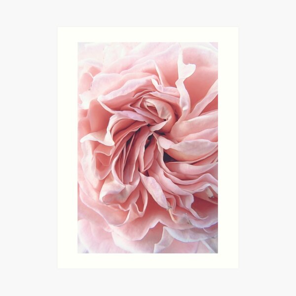 Pink Rose Art Print
