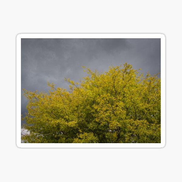 Item preview, Stormy Day Tree designed and sold by Michael McGimpsey.