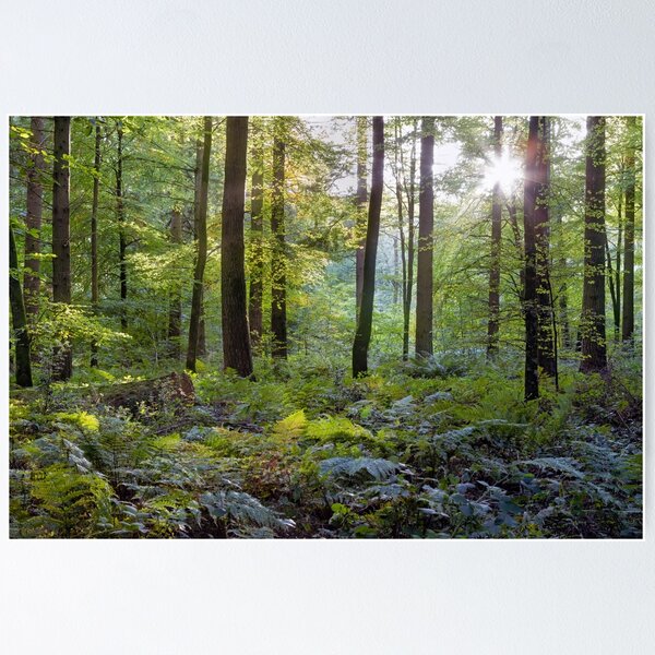 Item preview, Sun peeking through over woodland and ferns designed and sold by Victoria Ashman.