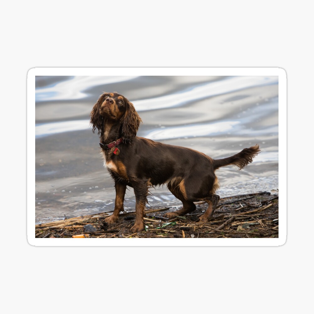 small working cocker spaniel