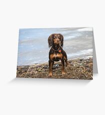 Working cocker spaniel Greeting Card