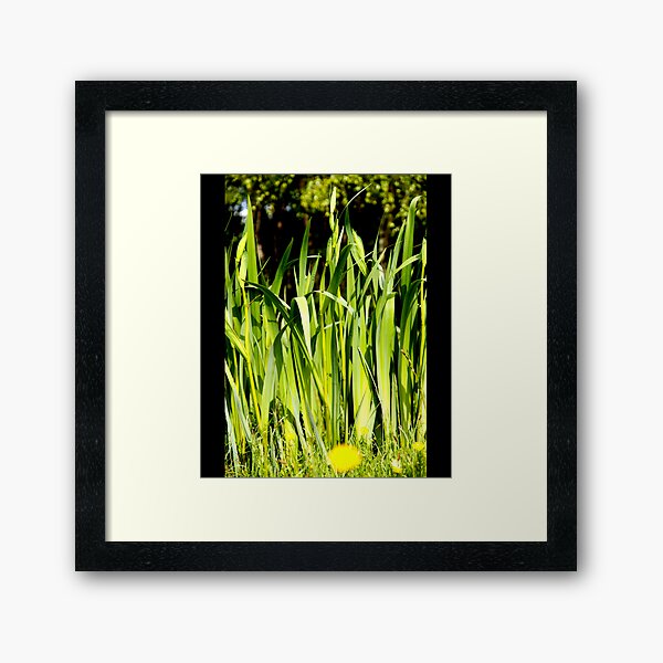 Grassed Up Framed Art Print