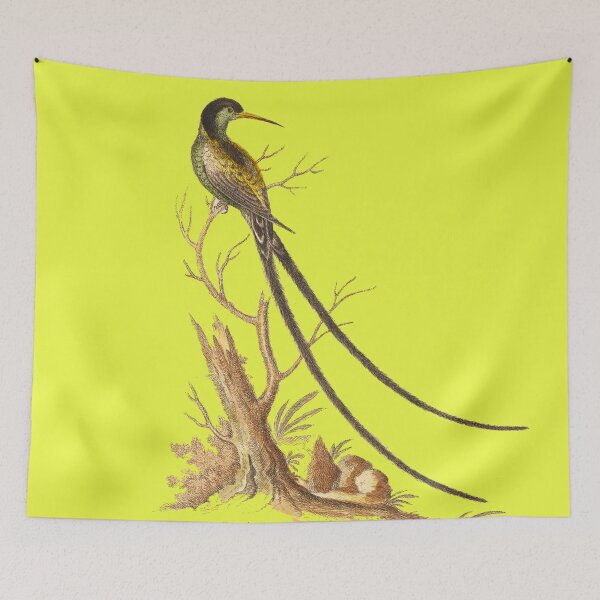Item preview, The Black Cap Longtailed Humid bird - Bird HD vintage image from encyclopedia number 10 designed and sold by MINDTHECHERRY.