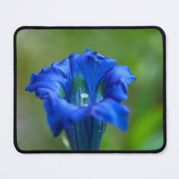 Item preview, Gentiana clusii designed and sold by Gabriele Maurus.
