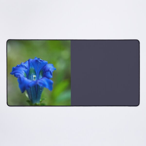 Item preview, Gentiana clusii designed and sold by Gabriele Maurus.