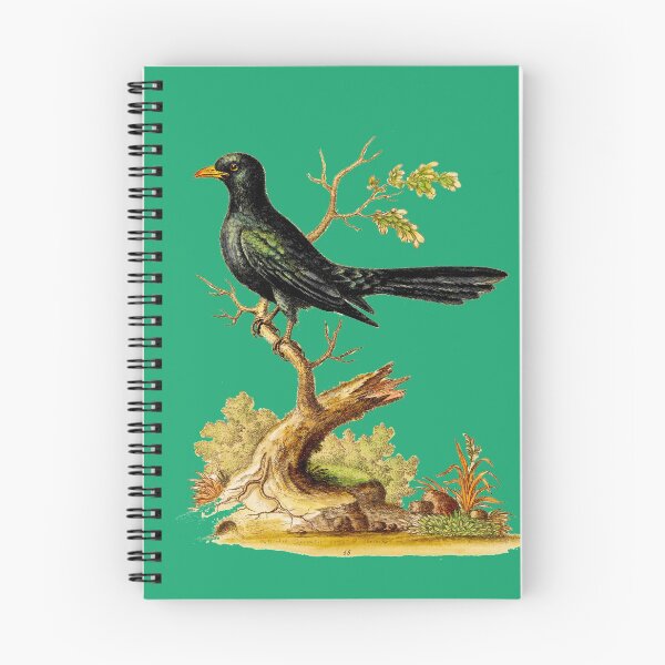 Item preview, Black Indian Cuckow- Bird HD vintage image from encyclopedia number 12 designed and sold by MINDTHECHERRY.