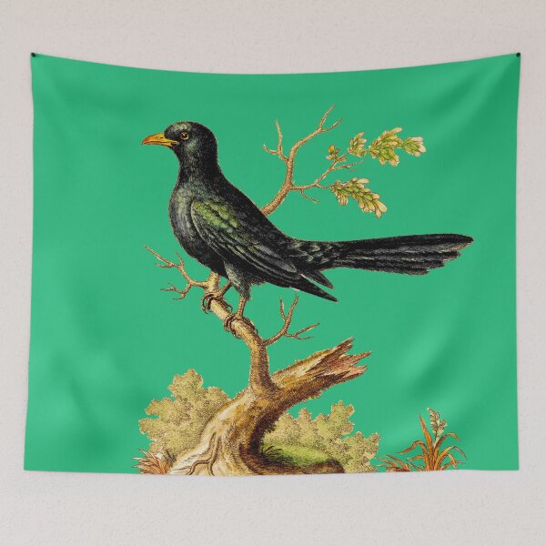 Item preview, Black Indian Cuckow- Bird HD vintage image from encyclopedia number 12 designed and sold by MINDTHECHERRY.