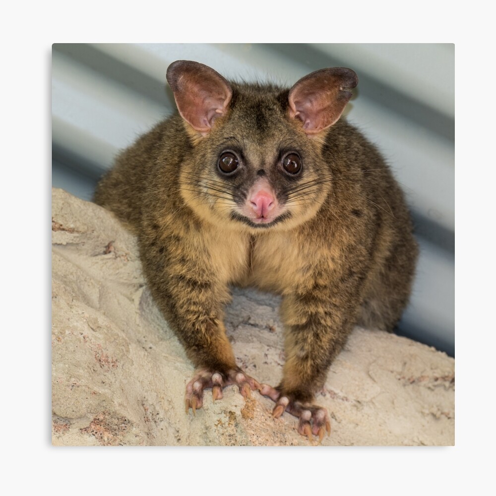 Quot Who Are You Looking At Quot Australian Possum Photographic Print For Sale By Graemeb Redbubble