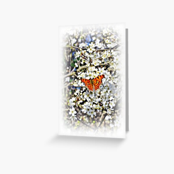 Butterfly on Blossom Flowers Greeting Card
