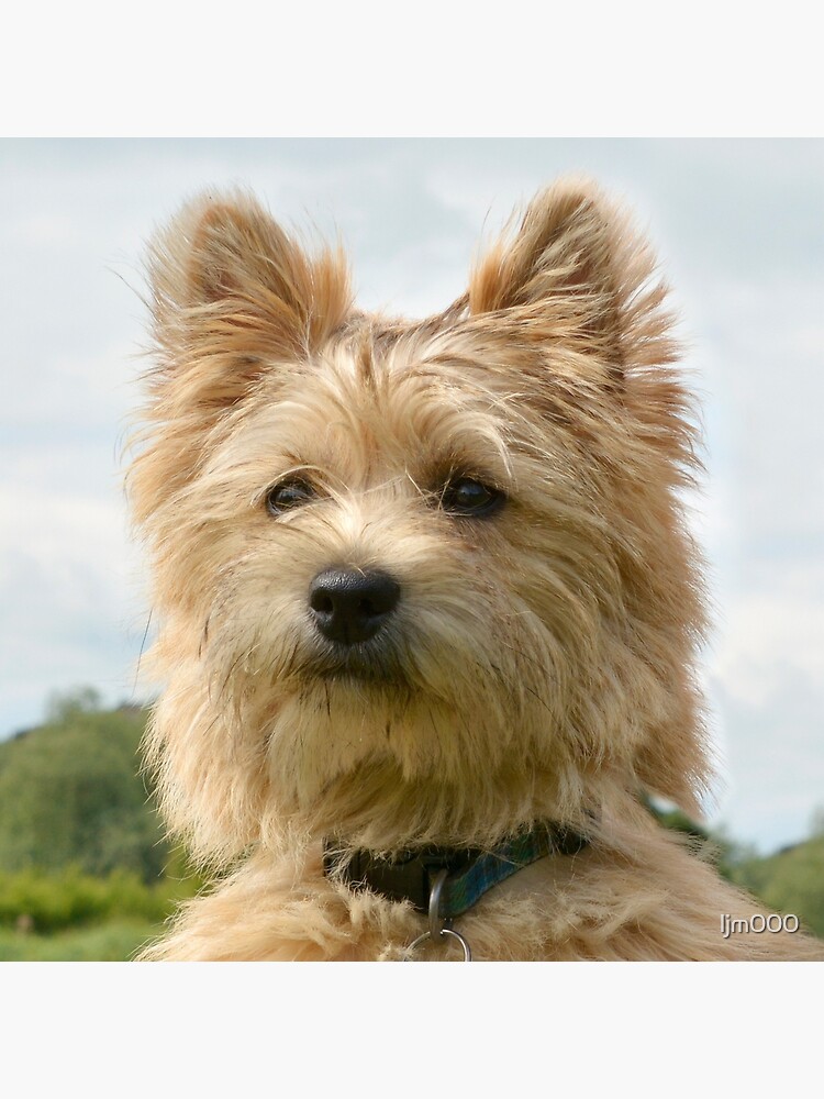 Jacairn Cairn Terrier Jack Russell Mix Large Terrier Crossbreed