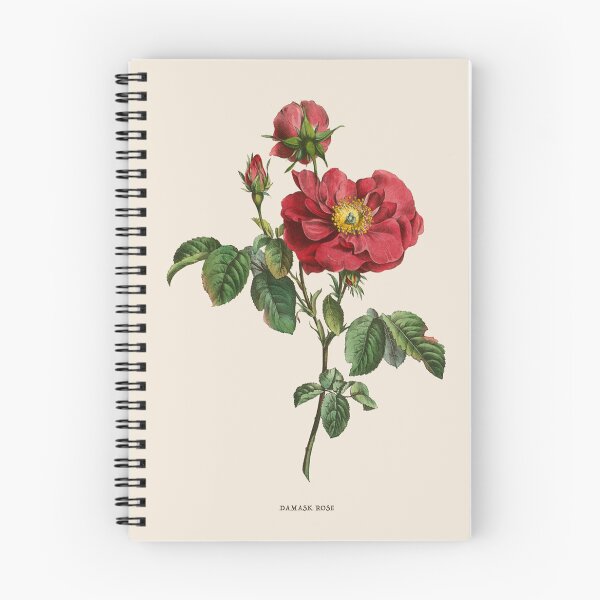 Item preview, Damask Rose Antique Botanical Illustration designed and sold by Antiquated Art.