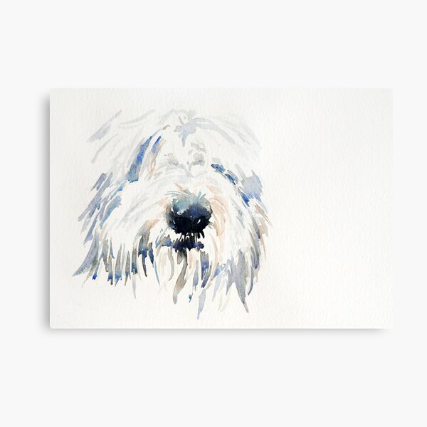 Bearded Collie Metal Print