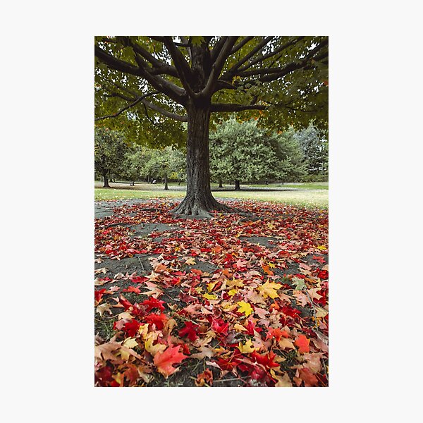 Autumn forest Photographic Print