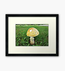 Yellow Wild Mushroom Photo Framed Print