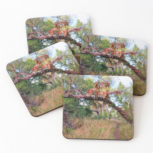 Item preview, Colorado Bend Texas State Park  designed and sold by Savannah Gibbs.