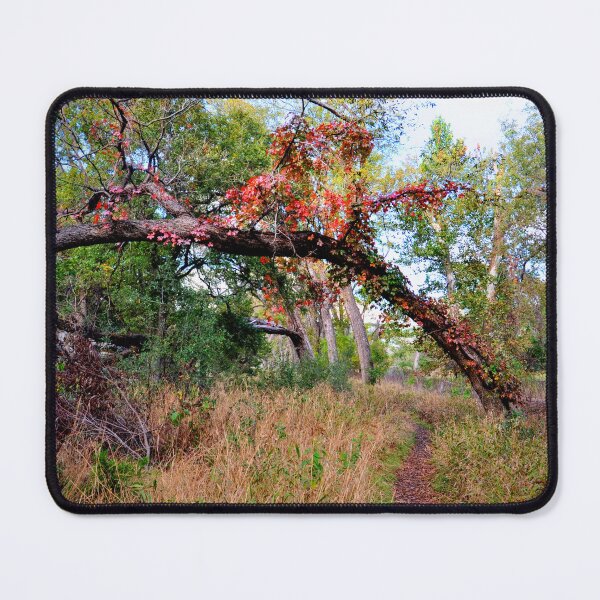 Item preview, Colorado Bend Texas State Park  designed and sold by Savannah Gibbs.