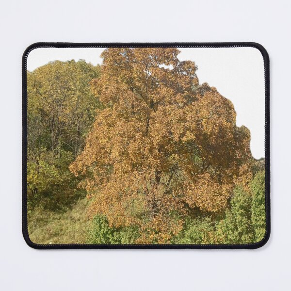 Item preview, Fall trees autumn leaves designed and sold by Artistkhg.
