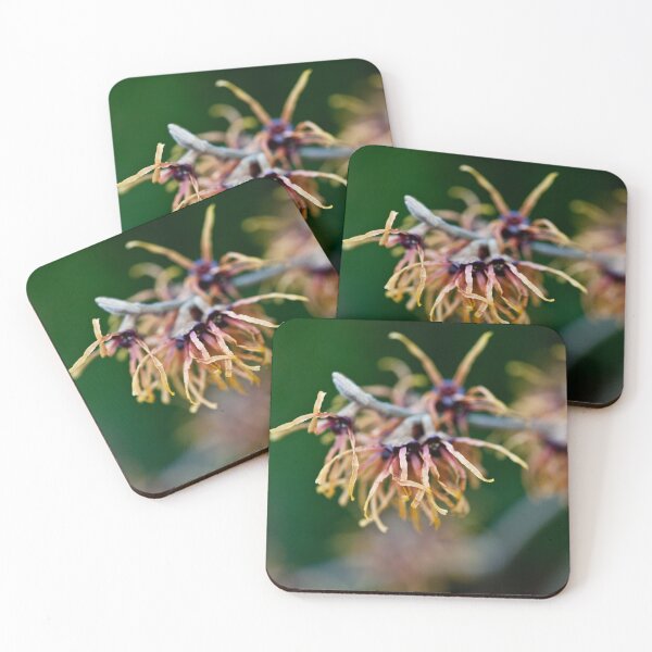 Item preview, Zaubernuss - witch hazel designed and sold by Gabriele Maurus.
