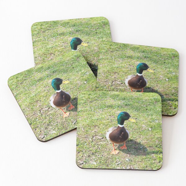 Item preview, A Cute Mallard Duck Waiting To Be Fed, Staring designed and sold by BackyardBirder.